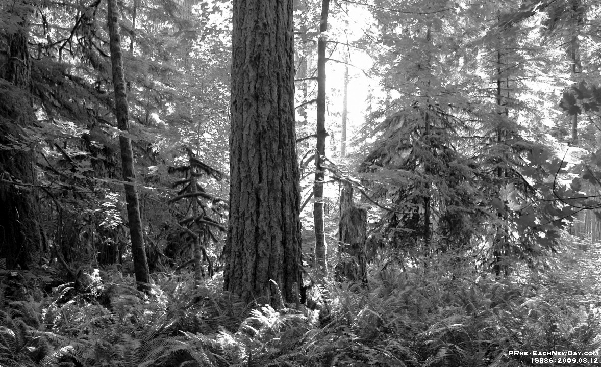 15886CrBwLe - Cathedral Grove
